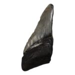 Real Megalodon Tooth – Half – 3.7038 oz