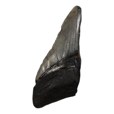 Real Megalodon Tooth - Half - 3.7038 oz