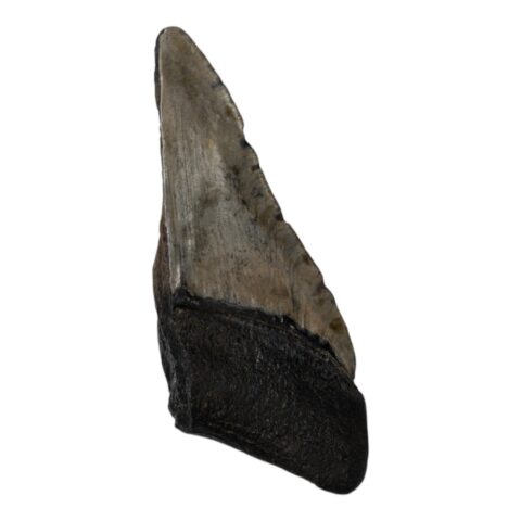 Real Megalodon Tooth - Half - 3.7038 oz