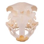 Real Ostrich Skull