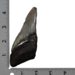 Real Megalodon Tooth – Half – 3.7038 oz