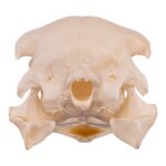 Real Ostrich Skull