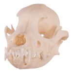 Real Domestic Dog Skull – Underbite