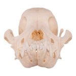 Real Domestic Dog Skull – Underbite