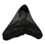 Real Megalodon Tooth – 3.1041 oz