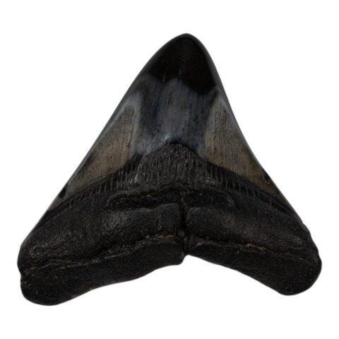 Real Megalodon Tooth - 3.1041 oz