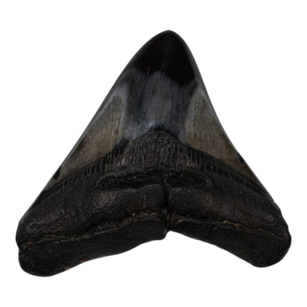 Real Megalodon Tooth – 3.1041 oz