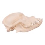 Real Domestic Dog Skull – Underbite