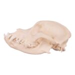 Real Domestic Dog Skull – Underbite