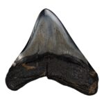 Real Megalodon Tooth – 3.1041 oz