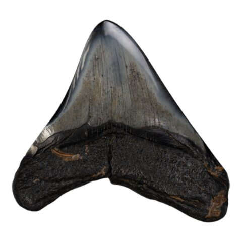Real Megalodon Tooth - 3.1041 oz