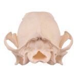 Real Domestic Dog Skull – Underbite