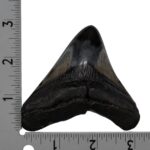 Real Megalodon Tooth – 3.1041 oz