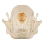 Real Striped Skunk Skull