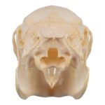 Real Cottontail Rabbit Skull