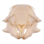 Real Ground Squirrel Skull