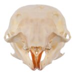 Real Chipmunk Skull