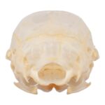 Real Chipmunk Skull