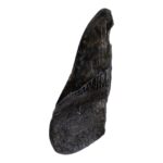 Real Megalodon Tooth – Half – 3.5274 oz
