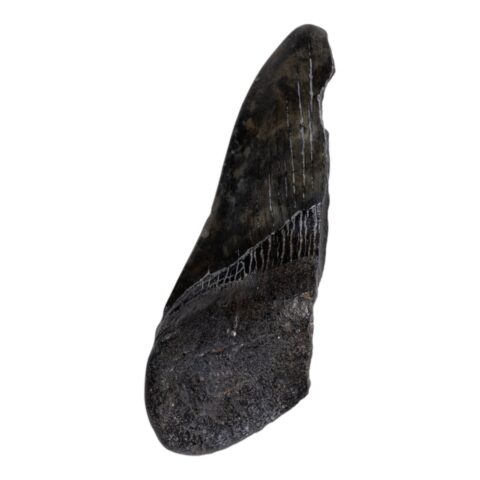 Real Megalodon Tooth - Half - 3.5274 oz