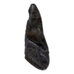 Real Megalodon Tooth – Half – 3.5274 oz