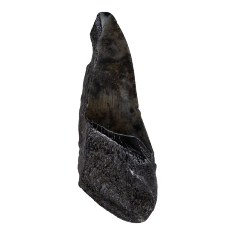 Real Megalodon Tooth - Half - 3.5274 oz