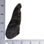 Real Megalodon Tooth – Half – 3.5274 oz