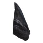 Real Megalodon Tooth – Half – 5.2205 oz