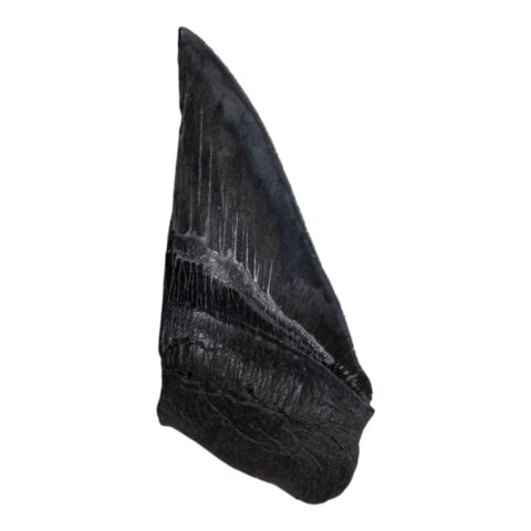 Real Megalodon Tooth - Half - 5.2205 oz