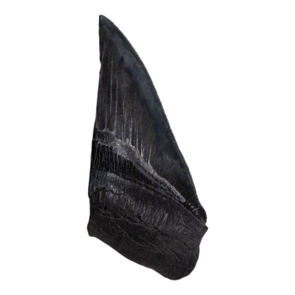 Real Megalodon Tooth – Half – 5.2205 oz