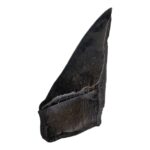Real Megalodon Tooth – Half – 5.2205 oz