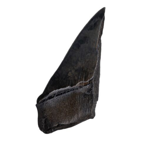 Real Megalodon Tooth - Half - 5.2205 oz