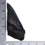 Real Megalodon Tooth – Half – 5.2205 oz