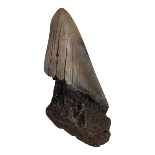 Real Megalodon Tooth – Half – 2.8219 oz