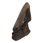 Real Megalodon Tooth – Half – 2.8219 oz