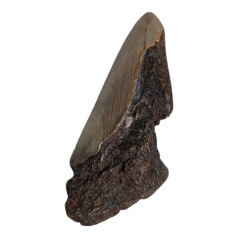 Real Megalodon Tooth - Half - 2.8219 oz