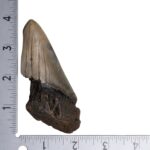 Real Megalodon Tooth – Half – 2.8219 oz