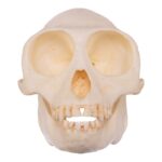 Replica Douc Langur Skull