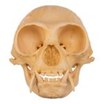 Replica Hoolock Gibbon Skull