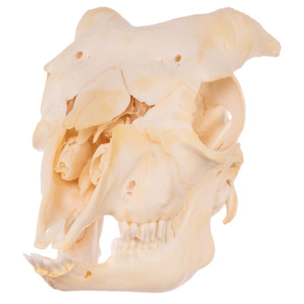 Real Domestic Goat Skull – Adolescent