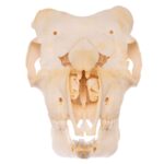 Real Domestic Goat Skull – Adolescent
