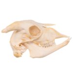 Real Domestic Goat Skull – Adolescent