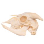 Real Domestic Goat Skull – Adolescent