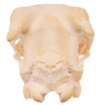 Real Domestic Goat Skull – Adolescent