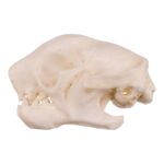 Replica Three-toed Sloth Skull