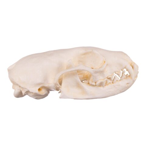 Replica American Marten Skull