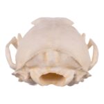 Replica American Marten Skull