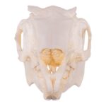 Replica Jackrabbit Skull