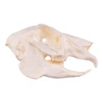 Replica Jackrabbit Skull
