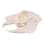 Replica Jackrabbit Skull
